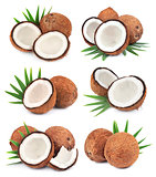 Collection of coconuts 
