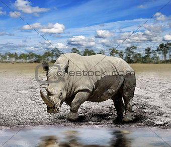 Rhino (rhinoceros) 