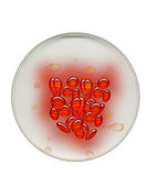 Bubbles, Eggs or Cells in Petri Dish