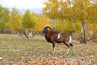 mouflon in fall season