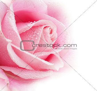 Beautiful Rose Flower 