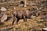 Bighorn Ewe