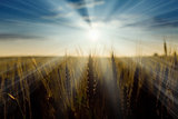sunrise in a wheat field 