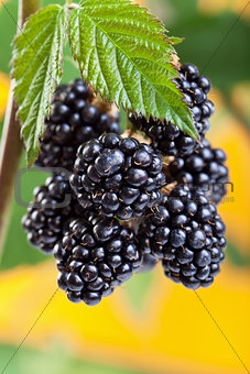 Blackberries ripening on the shrub