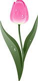 Beautiful pink tulip
