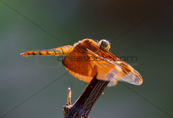 Red dragonfly resting on branch 