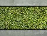 Cement wall and green leaf