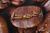 grain of coffee by CU on a background coffee grains