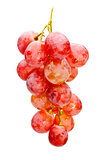 bunch of red grape