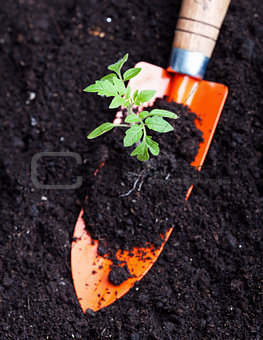 Young tomato seedling on small spade
