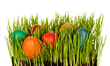 Easter eggs in grass grown indoors