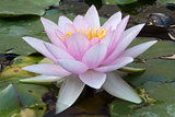 Pale Pink Water Lily (Nymphaea)