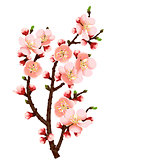 abstract background with cherry blossom branch isolated