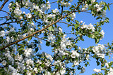 Flowers Blooming Apple Tree