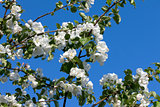 Flowers Blooming Apple Tree