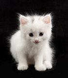 beautiful little white kitten