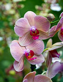 Pink phalaenopsis orchid 