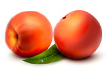Two fresh peach. Vector