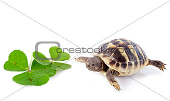 young Tortoise and trefoil
