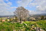 Beautiful flowering almond tree