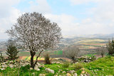 Wild almond tree in beautiful scenery