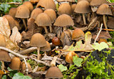 Bonnet Fungus