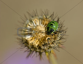 Green Shield Bug on Scabious
