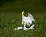 Cattle Egrets Fighting