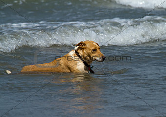 Dog in Shallow Waves