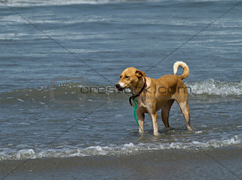 Dog Standing in Shallow Waves