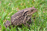 Toad in amongst green grass
