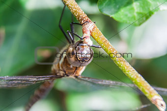 Dragonfly head close up