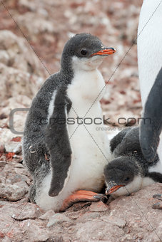 Chick penguin