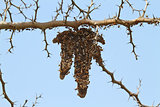 Wasp Nest in The Gambia
