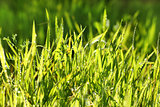 fresh green grass in drops of dew