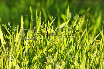 fresh green grass in drops of dew