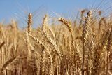 golden ears of wheat