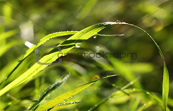 Green grass with drops of morning dew
