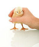 Small chicken in woman hand