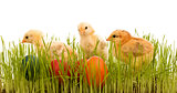 Easter chickens in the grass with colorful eggs