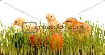 Easter chickens in the grass with colorful eggs