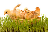 Spring chickens in a basket