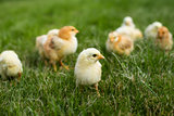 Young chickens in the grass