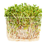 clover and radish sprouts