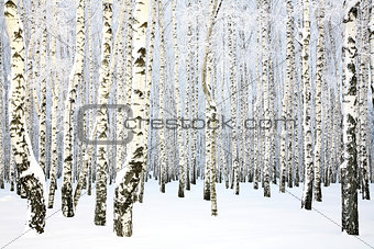 Russian winter - Birch Grove