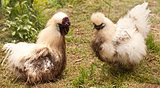 dirty pair of silkie fowls rooster and hen after dirt bath