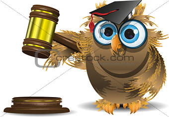 judge owl