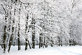Beautiful Russian Winter