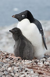 Family Adelie penguins.