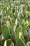 Prickly pear (opuntia) cactus nopal